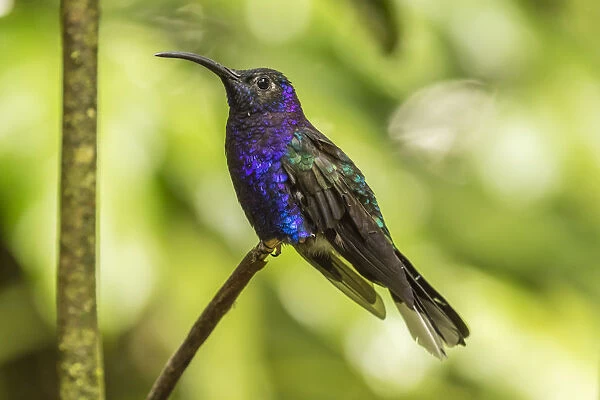 Costa Rica, Monte Verde Cloud Forest Reserve. Violet sabrewing close-up. Credit as