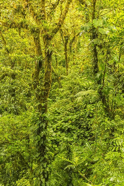 Costa Rica, Monte Verde Cloud Forest Reserve
