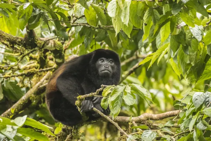 Framed Print : Costa Rica, Monte Verde Cloud Forest Reserve. Mantled howler monkey close-up. Credit as Framed Print : Costa Rica, Monte Verde Cloud Forest Reserve. Mantled howler monkey close-up. Credit as