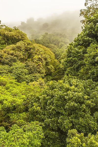 Costa Rica, Monte Verde Cloud Forest Reserve