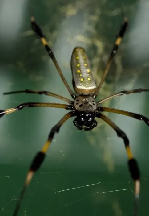 Framed Print : Costa Rica, Monte Verde, Golden Orb Weaver Framed Print : Costa Rica, Monte Verde, Golden Orb Weaver