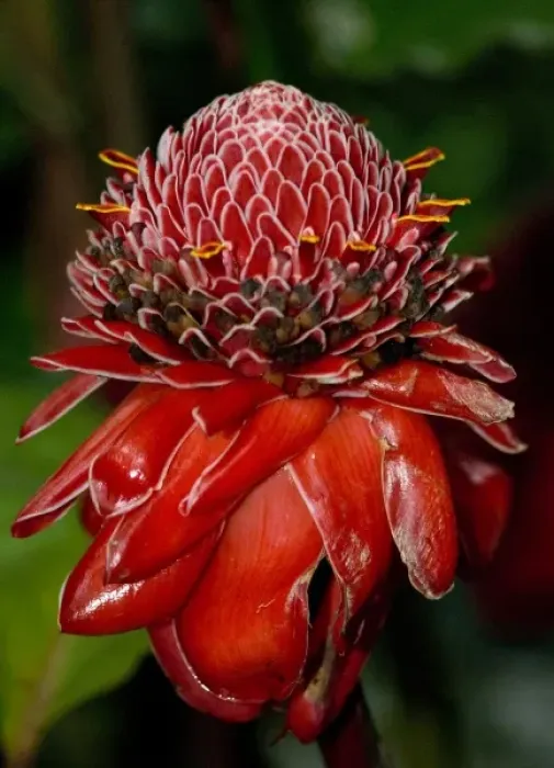 Framed Print : Costa Rica, Monte Verde, Serpentarium, Red Torch Ginger Framed Print : Costa Rica, Monte Verde, Serpentarium, Red Torch Ginger