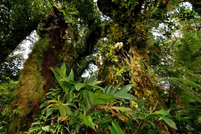 Framed Print : Costa Rica, Monteverde cloud forest epiphytes Framed Print : Costa Rica, Monteverde cloud forest epiphytes