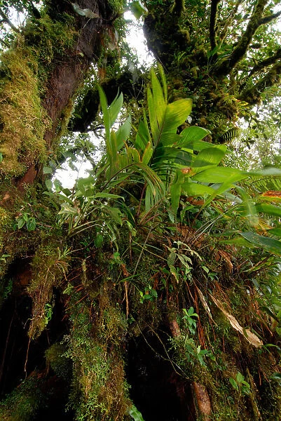 Costa Rica, Monteverde Cloud forest mosses and epiphytes
