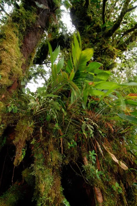 Framed Print : Costa Rica, Monteverde Cloud forest mosses and epiphytes Framed Print : Costa Rica, Monteverde Cloud forest mosses and epiphytes