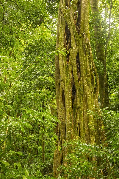 Costa Rica, Monteverde Cloud Forest Reserve