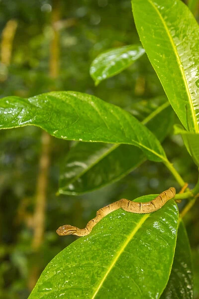 Costa Rica, Monteverde Cloud Forest Reserve. Side-striped palm pit viper. Credit as