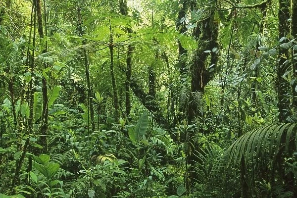 Costa Rica, Monteverde, Monteverde Cloud Forest, Cordillera Tilaran, dense elfin
