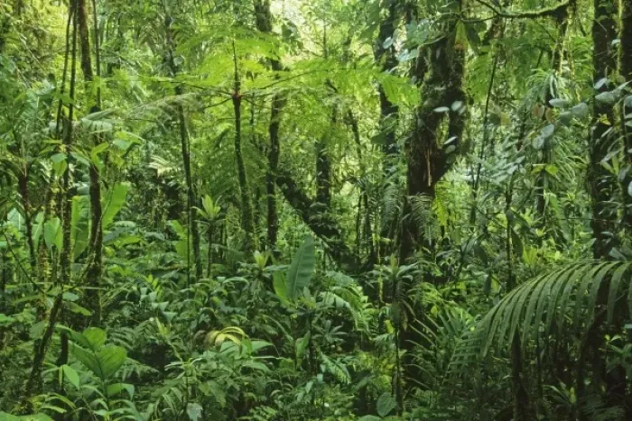 Framed Print : Costa Rica, Monteverde, Monteverde Cloud Forest, Cordillera Tilaran, dense elfin Framed Print : Costa Rica, Monteverde, Monteverde Cloud Forest, Cordillera Tilaran, dense elfin