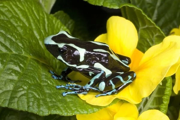Costa Rica, Osa Peninsula. Close-up of poison dart frog on plants