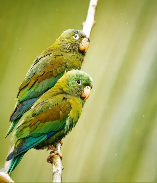 Framed Print : Costa Rica, parakeet perched Framed Print : Costa Rica, parakeet perched