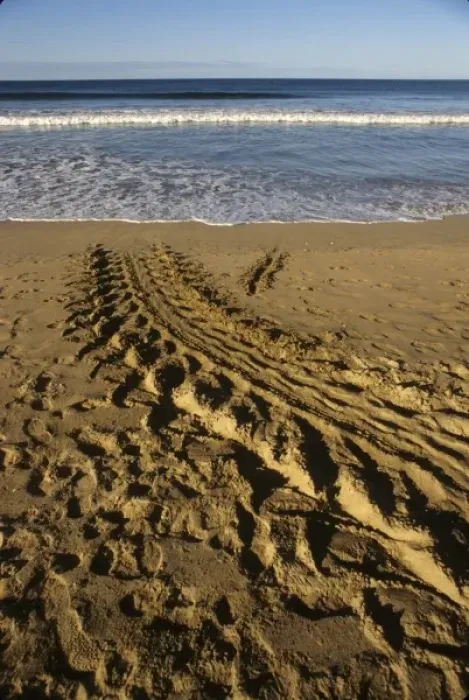 Framed Print : Costa Rica: Playa Grande, tracks seen in morning of giant leatherback turtle (Dermoochelys Framed Print : Costa Rica: Playa Grande, tracks seen in morning of giant leatherback turtle (Dermoochelys