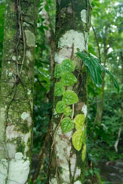 Framed Print : Costa Rica, rainforest tree trunk covered with vines and lichens Framed Print : Costa Rica, rainforest tree trunk covered with vines and lichens