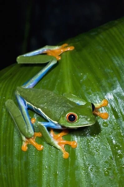 Costa Rica, Red-eyed Tree Frog (Agalychnis callidryas)