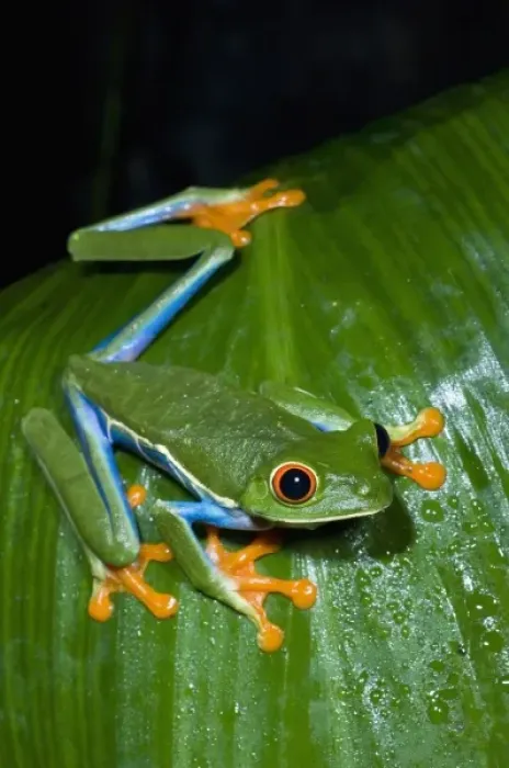 Framed Print : Costa Rica, Red-eyed Tree Frog (Agalychnis callidryas) Framed Print : Costa Rica, Red-eyed Tree Frog (Agalychnis callidryas)