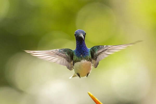 Costa Rica, Sarapique River Valley. Male white-necked jacobin flying