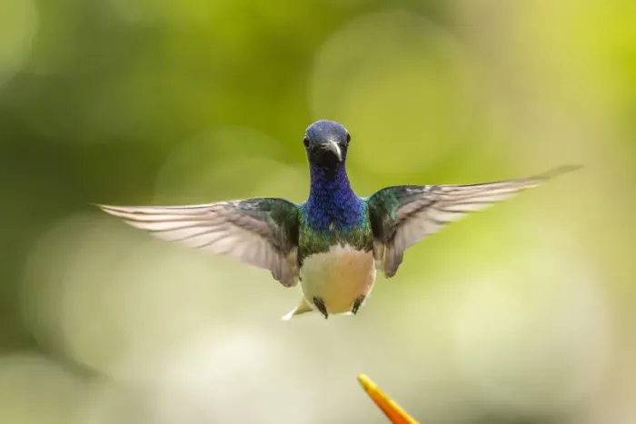 Framed Print : Costa Rica, Sarapique River Valley. Male white-necked jacobin flying Framed Print : Costa Rica, Sarapique River Valley. Male white-necked jacobin flying
