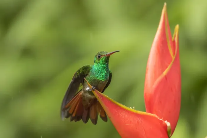 Framed Print : Costa Rica, Sarapique River Valley. Rufous-tailed hummingbird on heliconia plant. Credit as Framed Print : Costa Rica, Sarapique River Valley. Rufous-tailed hummingbird on heliconia plant. Credit as