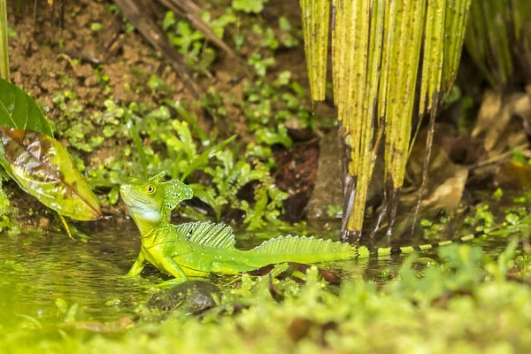 Costa Rica, Sarapique River Valley. Green basilisk close-up