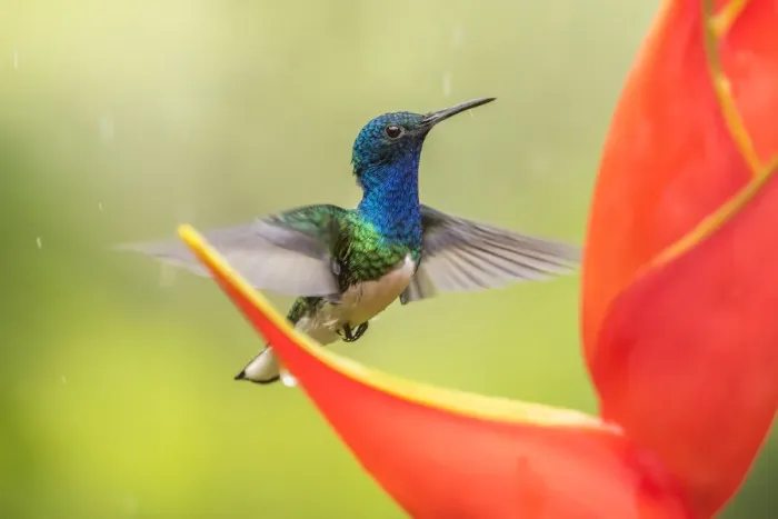Framed Print : Costa Rica, Sarapique River Valley. Male white-necked jacobin feeding on heliconia Framed Print : Costa Rica, Sarapique River Valley. Male white-necked jacobin feeding on heliconia