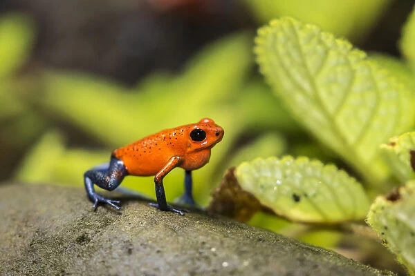 Costa Rica, Sarapique River Valley. Strawberry poison dart frog on plant. Credit as