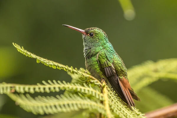 Costa Rica, Sarapique River Valley. Rufous-tailed hummingbird on fern