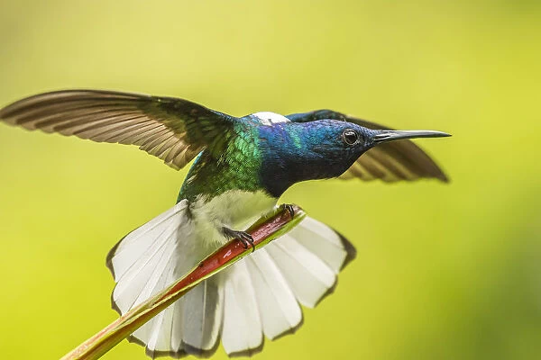 Costa Rica, Sarapique River Valley. Male white-necked jacobin with wing stretch. Credit as