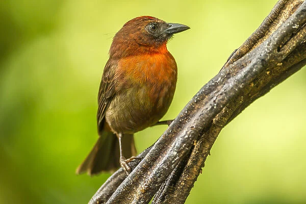 Costa Rica, Sarapique River Valley. Red-throated ant tanager bird on tree. Credit as