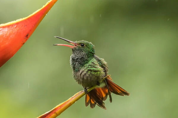Costa Rica, Sarapique River Valley. Rufous-tailed hummingbird on heliconia plant. Credit as