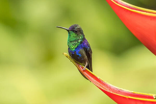 Costa Rica, Sarapique River Valley. Purple-crowned woodnymph on heliconia plant. Credit as