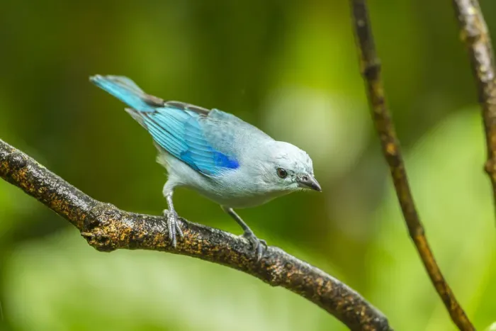 Framed Print : Costa Rica, Sarapique River Valley. Blue-grey tanager on limb Framed Print : Costa Rica, Sarapique River Valley. Blue-grey tanager on limb