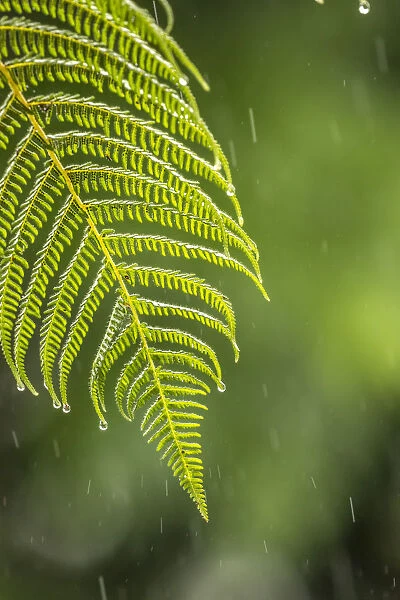 Costa Rica, Sarapique River Valley. Fern in rain