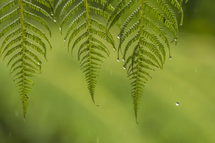 Framed Print : Costa Rica, Sarapique River Valley. Fern in rain