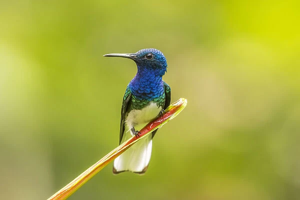Costa Rica, Sarapiqui River Valley. Male white-necked jacobin on leaf
