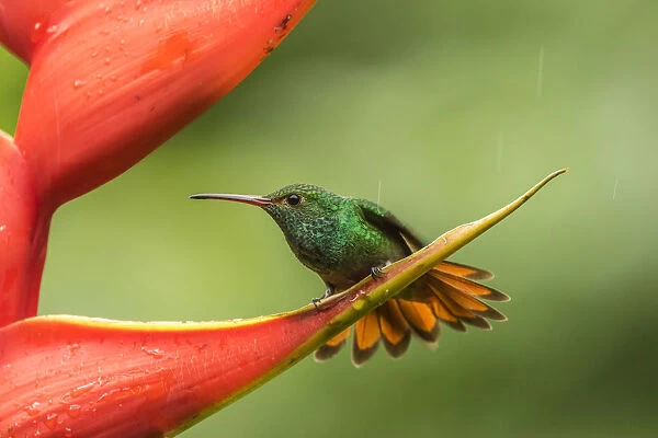 Costa Rica, Sarapiqui River Valley. Rufous-tailed hummingbird on heliconia plant. Credit as