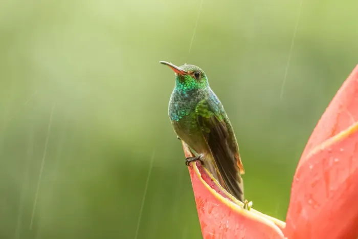 Framed Print : Costa Rica, Sarapiqui River Valley. Rufous-tailed hummingbird on heliconia plant. Credit as