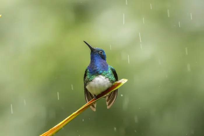 Framed Print : Costa Rica, Sarapiqui River Valley. Male white-necked jacobin on leaf in rain. Credit as Framed Print : Costa Rica, Sarapiqui River Valley. Male white-necked jacobin on leaf in rain. Credit as