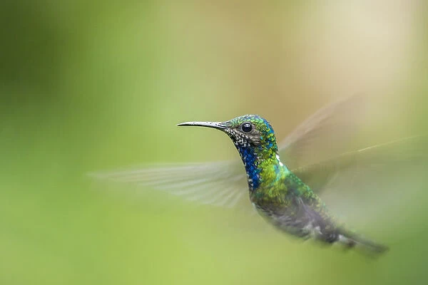 Costa Rica, Sarapiqui River Valley. Male white-necked jacobin flying