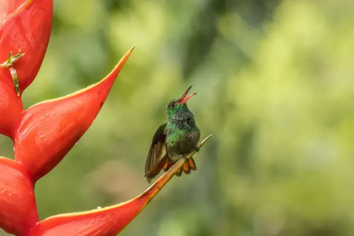 Framed Print : Costa Rica, Sarapiqui River Valley. Rufous-tailed hummingbird on heliconia plant. Credit as Framed Print : Costa Rica, Sarapiqui River Valley. Rufous-tailed hummingbird on heliconia plant. Credit as