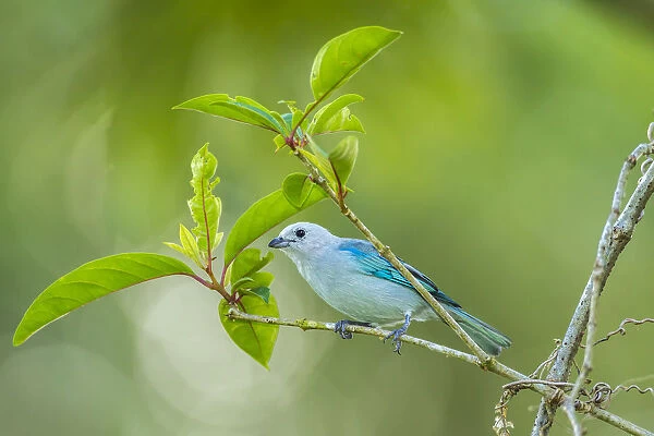 Costa Rica, Sarapiqui River Valley. Blue-grey tanager on limb