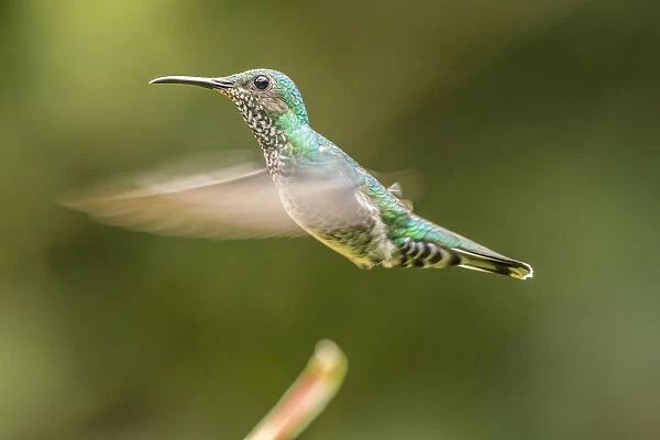 Costa Rica, Sarapiqui River Valley. Female white-necked jacobin flying. Credit as