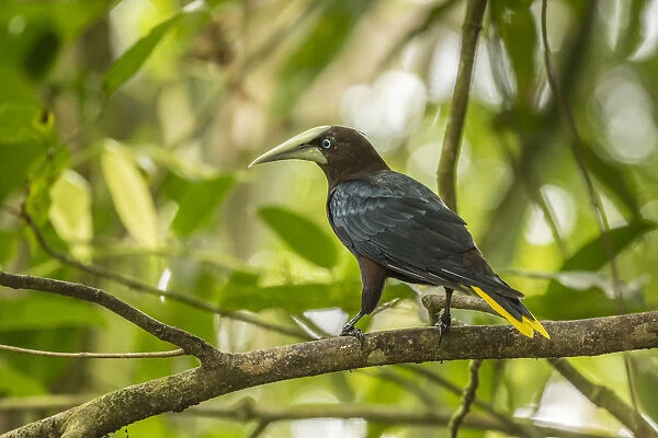 Costa Rica, Sarapiqui River Valley. Chestnut-headed oropendola bird on limb. Credit as