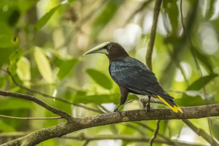 Framed Print : Costa Rica, Sarapiqui River Valley. Chestnut-headed oropendola bird on limb. Credit as Framed Print : Costa Rica, Sarapiqui River Valley. Chestnut-headed oropendola bird on limb. Credit as