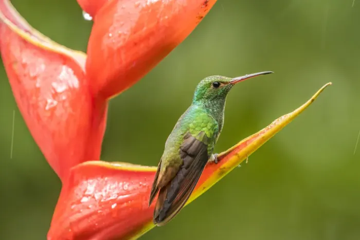 Framed Print : Costa Rica, Sarapiqui River Valley. Rufous-tailed hummingbird on heliconia plant. Credit as Framed Print : Costa Rica, Sarapiqui River Valley. Rufous-tailed hummingbird on heliconia plant. Credit as