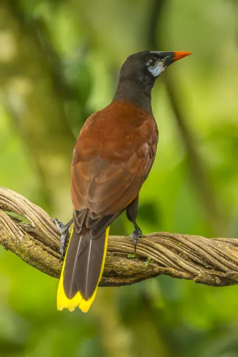 Framed Print : Costa Rica, Sarapiqui River Valley. Montezuma oropendola bird on vine Framed Print : Costa Rica, Sarapiqui River Valley. Montezuma oropendola bird on vine