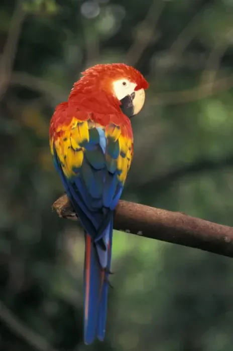 Framed Print : Costa Rica, Scarlet Macaw Framed Print : Costa Rica, Scarlet Macaw