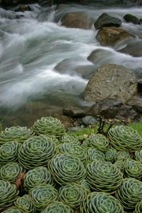 Framed Print : Costa Rica. Succulents growing beside the Savegre River Framed Print : Costa Rica. Succulents growing beside the Savegre River