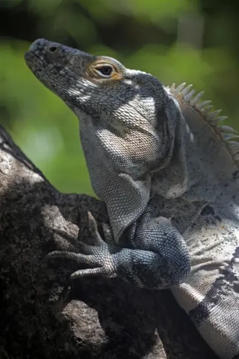Framed Print : Costa Rica, Tamarindo. A male Green Iguana of Central America