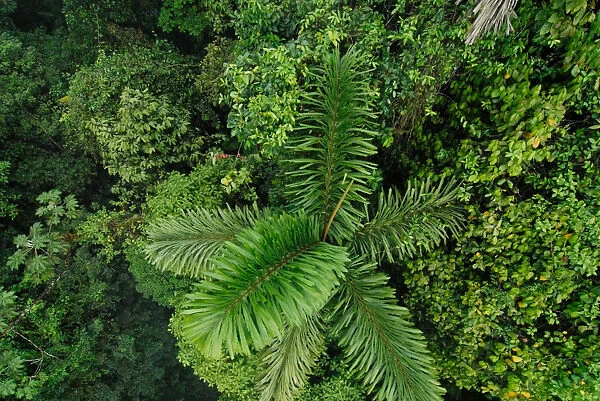 Costa Rica, view of rainforest from above