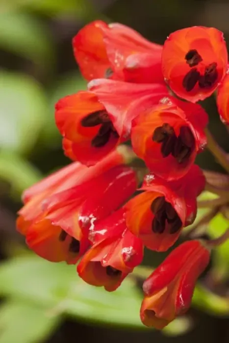Framed Print : Costa Rica, Volcano Poas National Park, Macro image of Climbing Alstroemeria (Bomarea Framed Print : Costa Rica, Volcano Poas National Park, Macro image of Climbing Alstroemeria (Bomarea